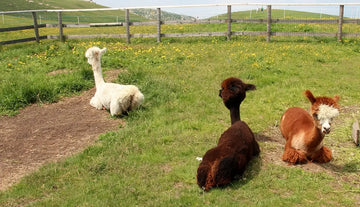 Alpaca