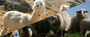 Alpaca vs. Merino Wool Socks