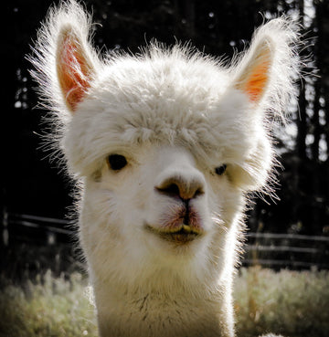 Alpaca