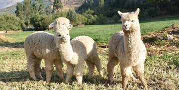 Top Softest Alpaca Socks