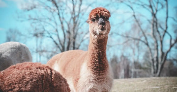 Alpaca