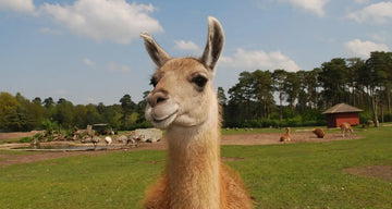Alpaca vs Llama