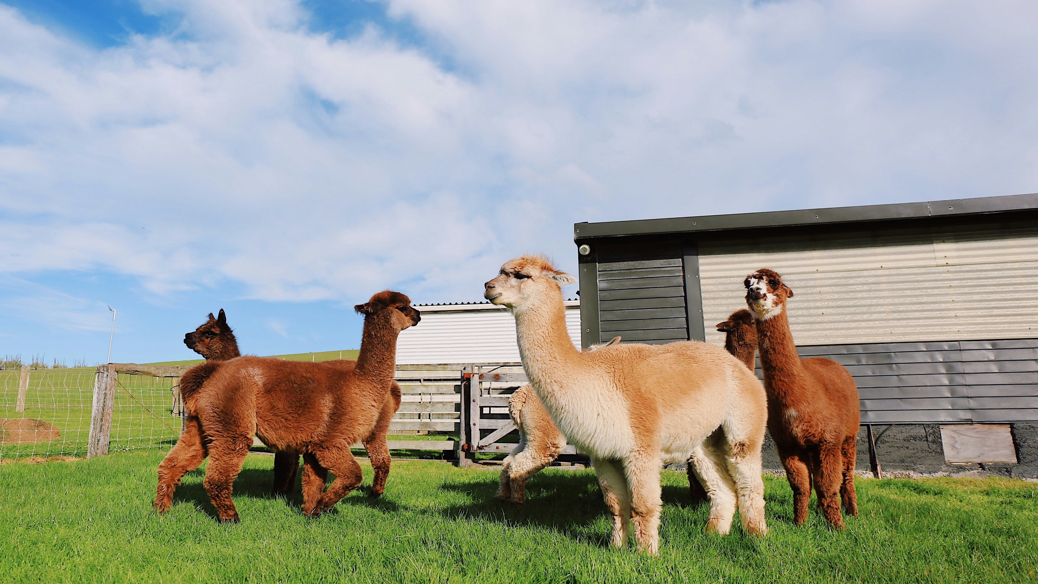 Alpacaslider_item_qQwiB7